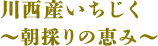 川西産いちじく～朝採りの恵み～