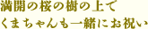 満開の桜の樹の上でくまちゃんも一緒にお祝い