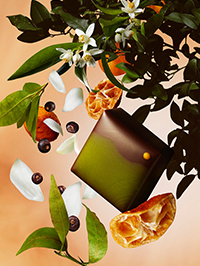 実生大和橘新芽