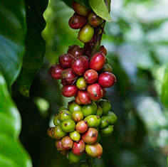 インドネシア コーヒー農園 2014